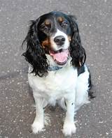 Springer Spaniel Grooming: A Guide With Haircut Pictures