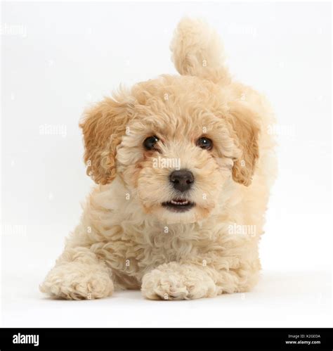 Poochon Puppy Bichon Frise Cross Poodle Age 6 Weeks Stock Photo Alamy