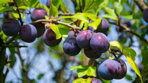 Prune Tree Vs Plum Tree