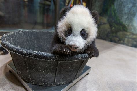 Little Miracle Panda Cub Makes Public Debut As National Zoo Reopens