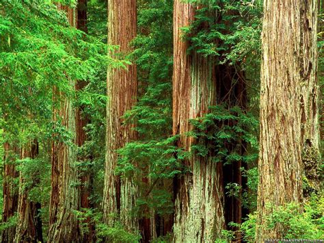 Redwood Forest Wallpapers Top Free Redwood Forest Backgrounds