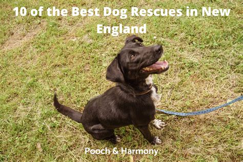 10 Of The Best Dog Rescues In New England Pooch And Harmony