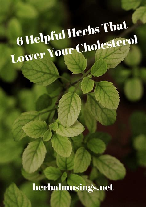 6 Helpful Herbs That Lower Your Cholesterol Herbal Musings