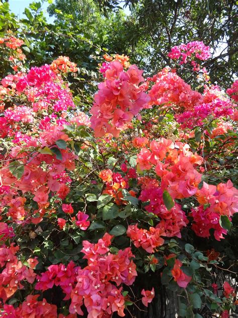 Herbs From Distant Lands Bougainvillea Spectabilis Bougainvillea