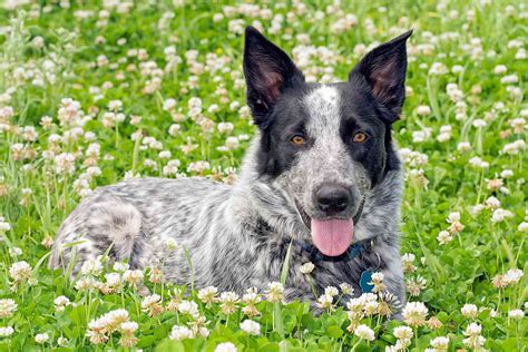 Unraveling The Texas Heeler The Mix Of Australian Cattle Dog And