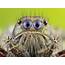 Extreme Close Up Photo Shows Face Of A Spider As Youve Never Seen It 