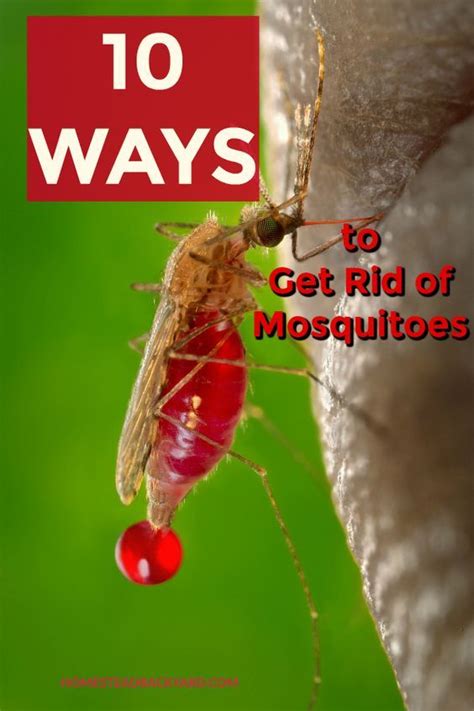 But how to enjoy spending time outdoors without being bitten by a mosquito? 10 ways to get rid of mosquitoes | Diy mosquito repellent ...
