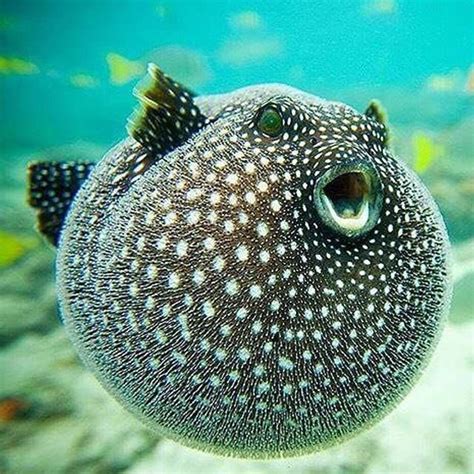 Puffer Fish Ocean Creatures Beautiful Sea Creatures Underwater