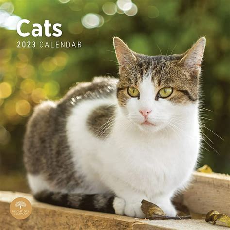 2023 Cats Monthly Wall Calendar By Bright Day 12 X 12 Inch Cute