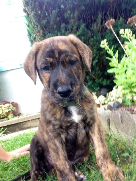 Perrie Brindle Lab Mix Brindle Animals Labrador Retriever