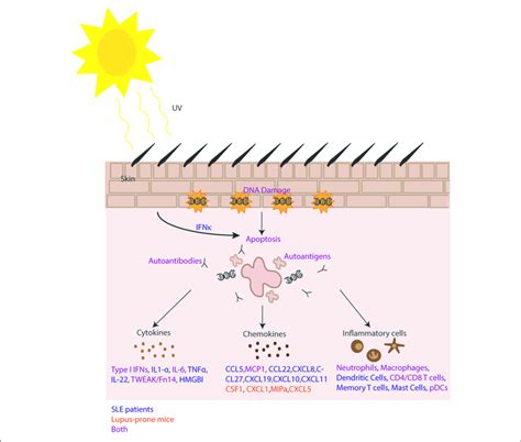 Summary Of Mechanisms Of Photosensitivity In Lupus Increased Ifn