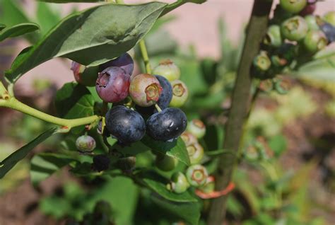 Free Images Branch Fruit Berry Stem Flower Ripe Bush Food