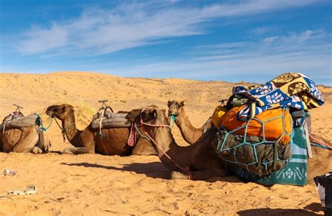 Hermosa Mujer Haciendo Una Patas De Camello Pose Descargar Fotos Gratis