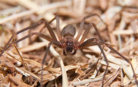 Venomous Spiders In Austin How To Recognize And Stay Safe From