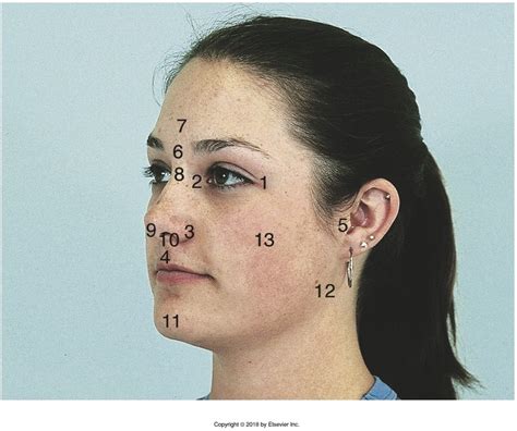 Chapter 10 Landmarks Of The Face And Oral Cavity Facial Features