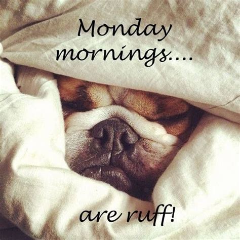 Monday Mornings Are Ruff Pictures Photos And Images For Facebook