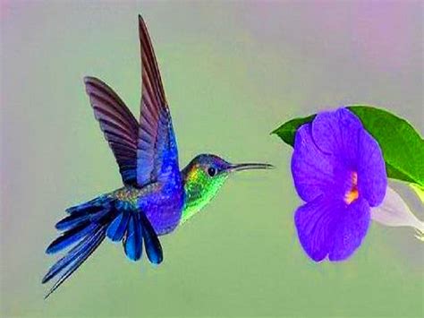 Download Hummingbird Hd Wallpaper High Definition Iphone By