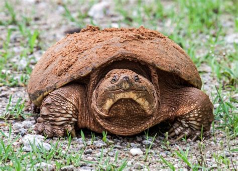 Muddy Snapping Turtle Mike Powell