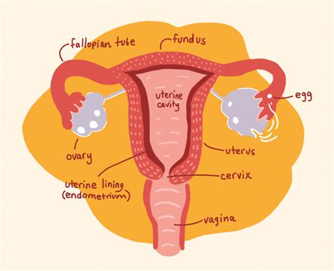 Your menstrual cycle starts on the first day of menstruat. Menstrual Cycle | What Happens To Our bodies During the ...