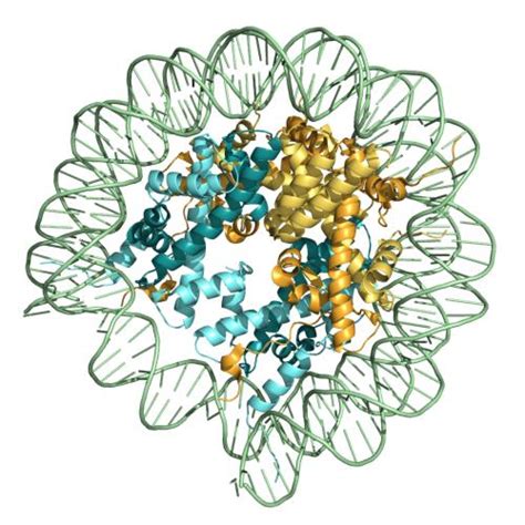 Histone Vhh Recombinant Binding Protein Proteintech