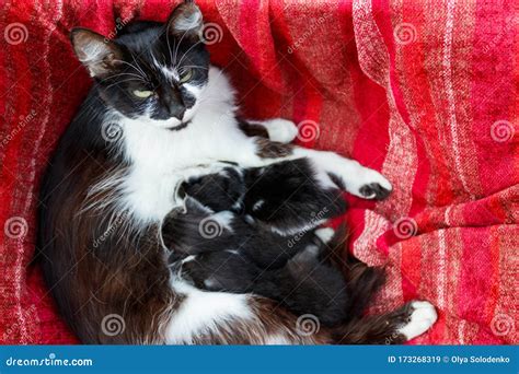 Cat Nursing Her Kittens Stock Image Image Of Fluffy 173268319
