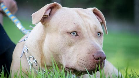 Blue Fawn Pit Bull Dog Breed Facts And Information Pet Haver