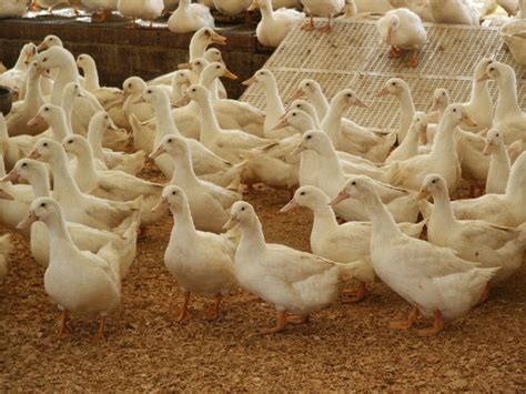 Metzer Farms Duck And Goose Blog Golden 300 Hybrid And White Layer Ducks
