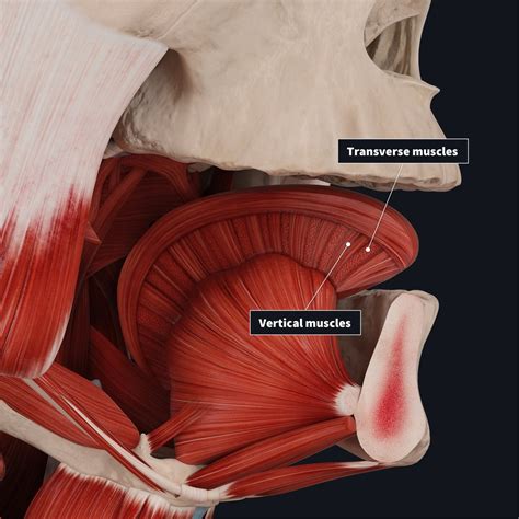 Intrinsic And Extrinsic Muscles Of The Tongue Complete Anatomy