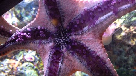 Purple Starfish Starfish Purple Color