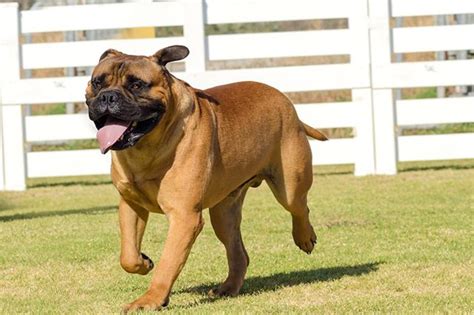 Bullmastiff General Breed Profile Bullmastiff Breeders And Information