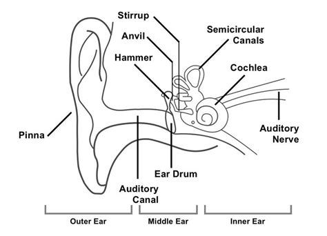 Diagram Labelled Of Human Ear