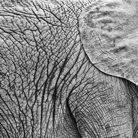 The African Elephant Has Looser And More Wrinkled Skin Than The Indian