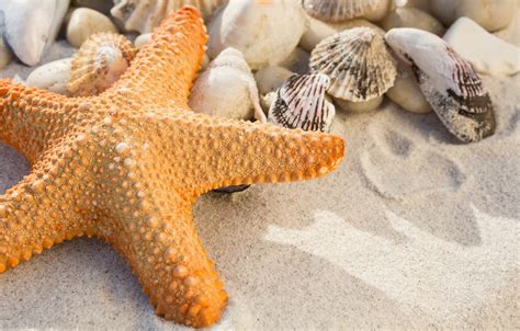 Shell Starfish Sea Beach Bokeh Hd Wallpaper Wallpapers Quality
