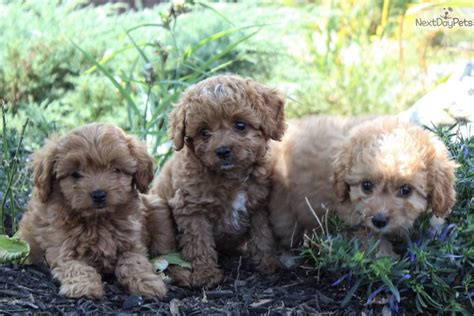 We did not find results for: Cavapoo puppy for sale near Harrisburg, Pennsylvania ...