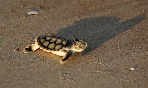 Flatback Sea Turtle Natator Depressus Release By Parks A Flickr