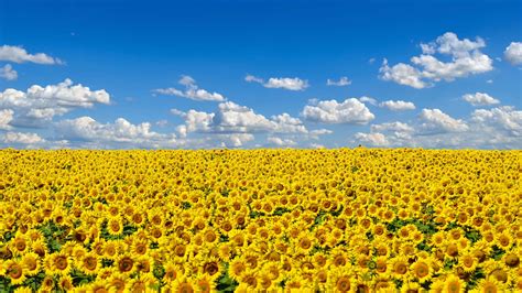 2560x1440 Field Of Sunflowers 1440p Resolution Hd 4k Wallpapersimages
