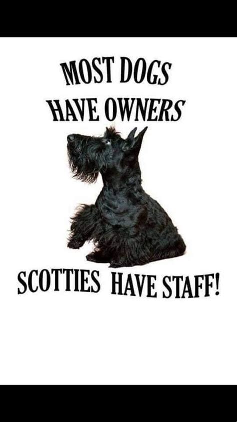 Scottish Terrier Puppy Scottie Terrier Scottie Dogs Terrier Dogs