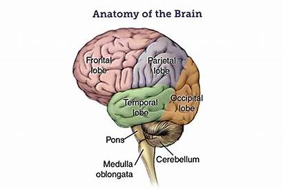 Brain Medulla Oblongata Structure Functions Anatomy Definition