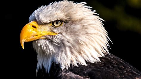 Then tap on the image and hold for a few seconds. Bald Eagle 4K Wallpaper | HD Wallpaper Background