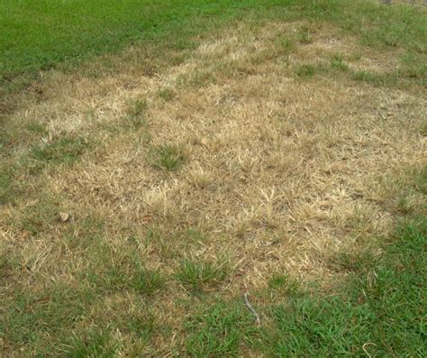 How To Get Rid Of Brown Patches On My Lawn Dtl Total Turf Care