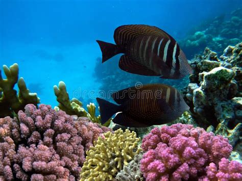 Underwater Scene With Coral Reef And Exotic Fishes Stock Photo Image