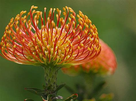 Flowers For Flower Lovers Pincushion Protea Flowers Pictures