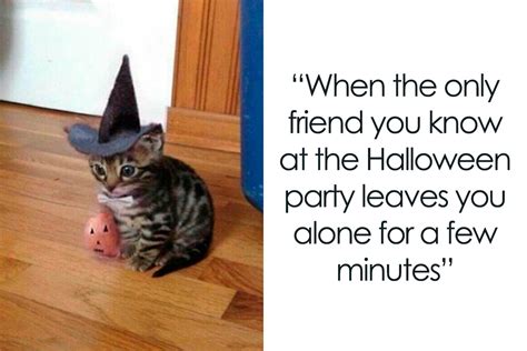 Halloween Cat Meme Vlrengbr