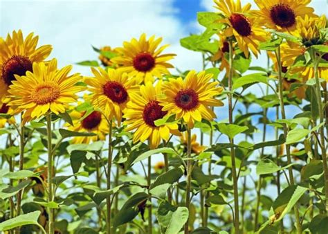 10 Sunflower Garden Ideas 🌻 ☀️ Cultivating Fields Of Golden Delight