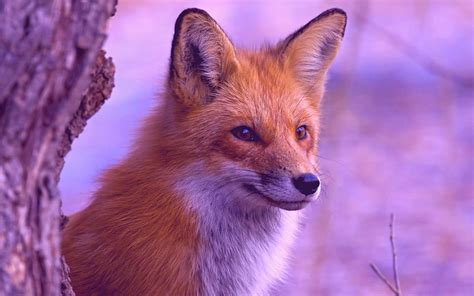 Fox Animals Filter And Mobile Backgrounds Purple Fox Hd Wallpaper