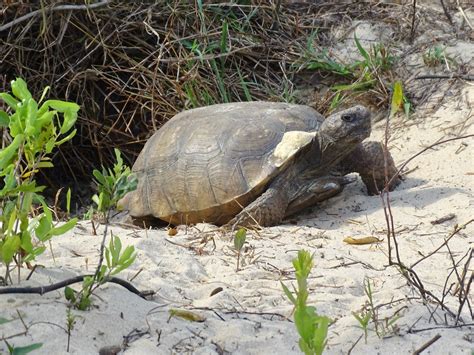 Gopher Tortoise At Burrow Entrance Dsc02259 Palm Beach Co Flickr