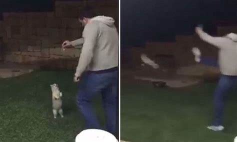 Video Shows Man Kicking A Cat Over A Fence Daily Mail Online