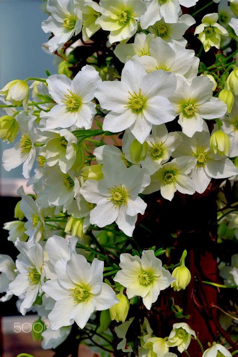 Adding a touch of elegance to the garden, clematis 'duchess of edinburgh' is a deciduous climber with luminous, fully double, pure. Lovely white flowers - Lovely white clematis | Nature ...