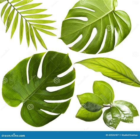 Tropical Leaves Stock Photo Image 42526187