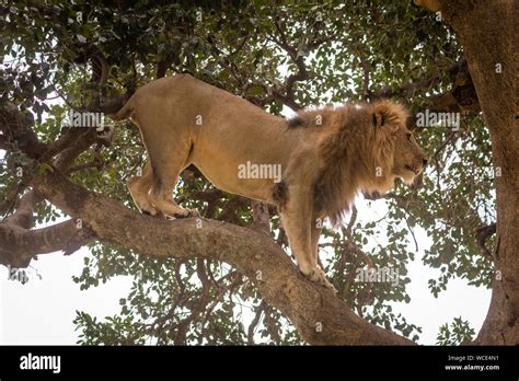 Male Lion Stands In Profile On Branch Stock Photo Alamy